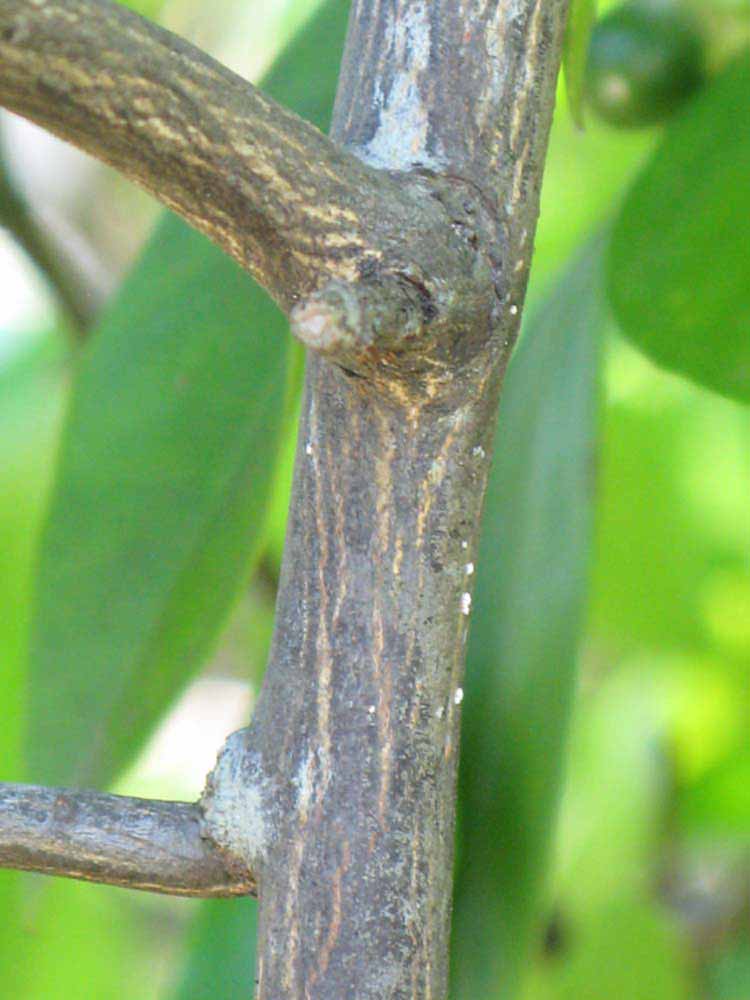              Second - third year twig (Winter Haven, FL)       